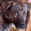 Loki R Hund im Glück